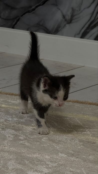 Котенок в добрые руки
