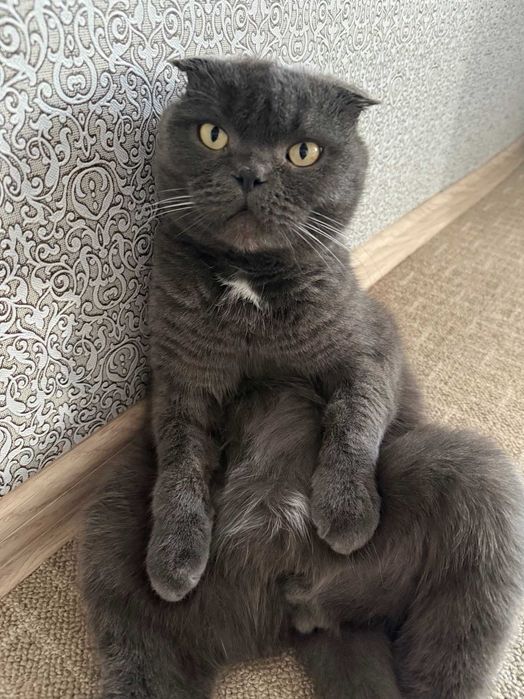 Пропал домашний кот