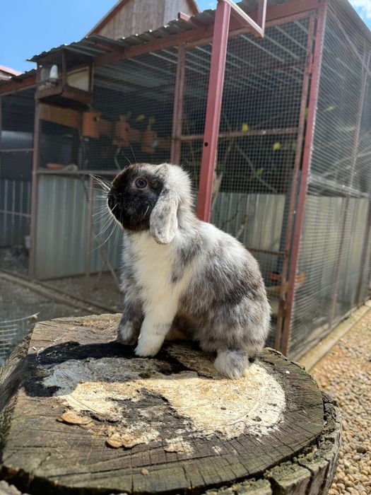Iepuri berbec pitic Mini Lop – masculi, 1 an