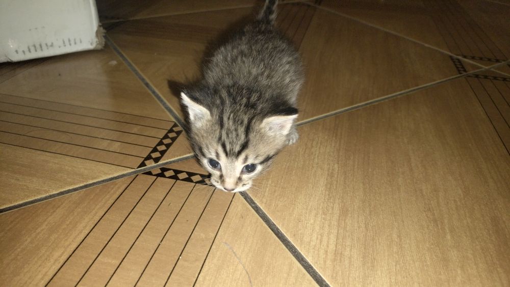 Отдам бесплатно котят