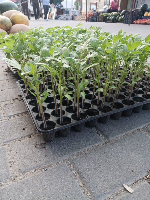 Rosii plic original reyana f1 și prekosf1 pentru plantat