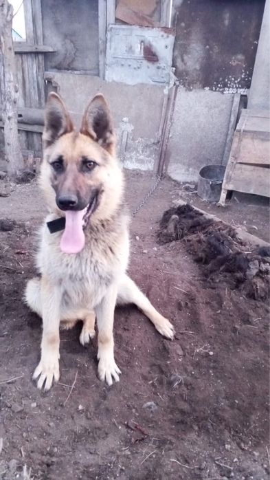 Чистокровная овчарка