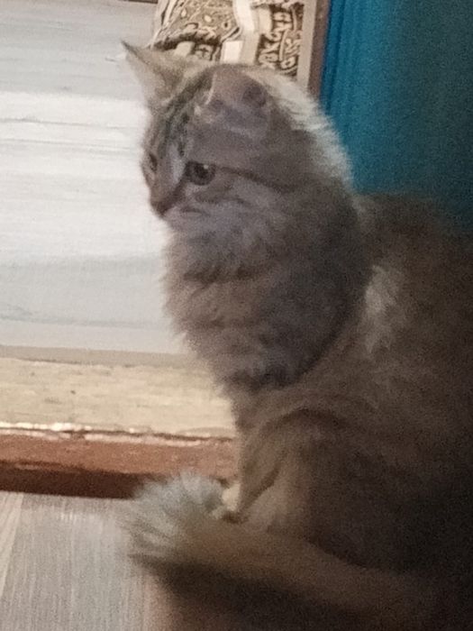 Отдам котенка в хорошие руки