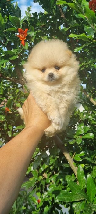 Померан померанчета