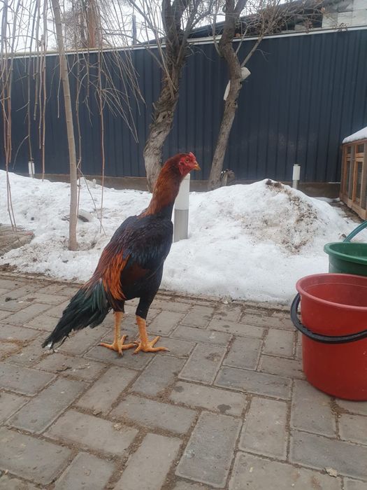 Петух бойцовый дакан