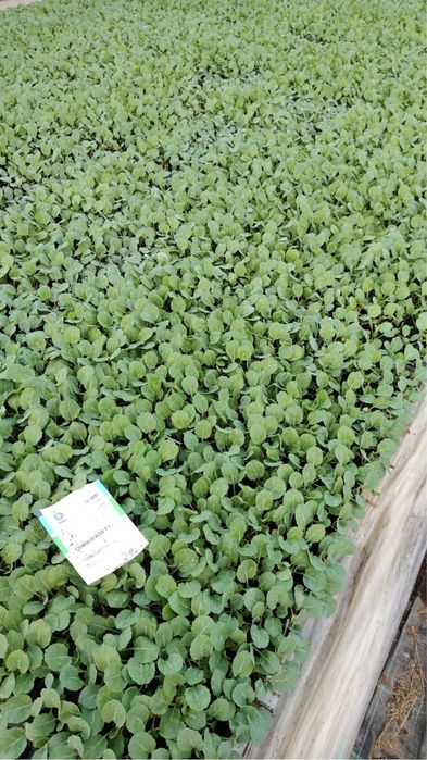 Rasad de varza conqueror