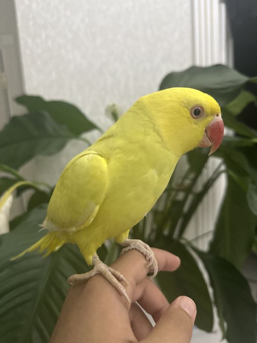 Ожереловый попугай, редкой расцветки