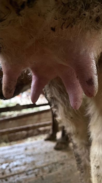 Сары ала Екінші тума Қашар