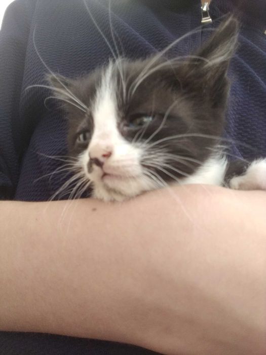 3 dona Mushuk 1.5 oylik