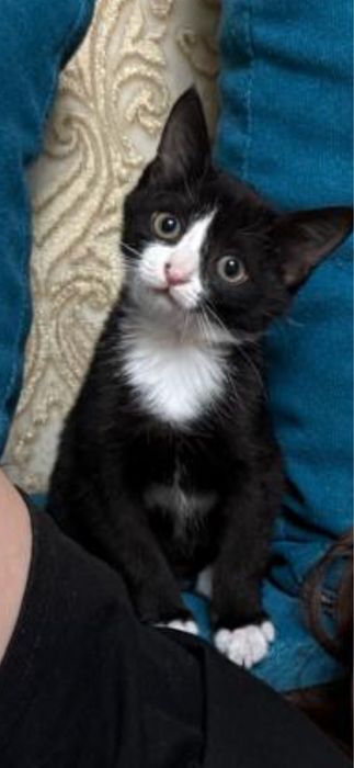 Очень ласковый и дружелюбный кот