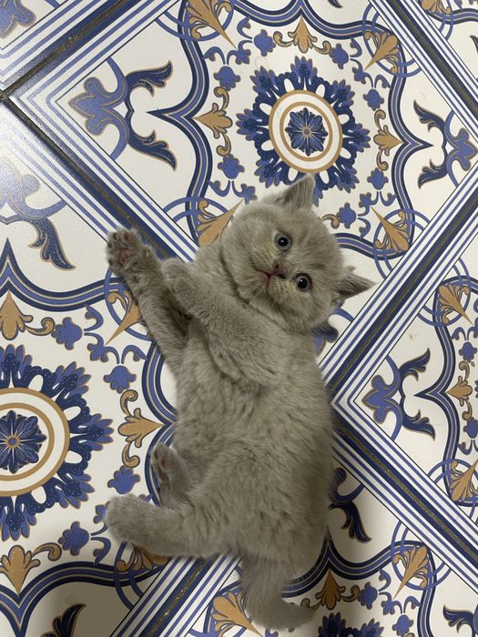 Британские котята