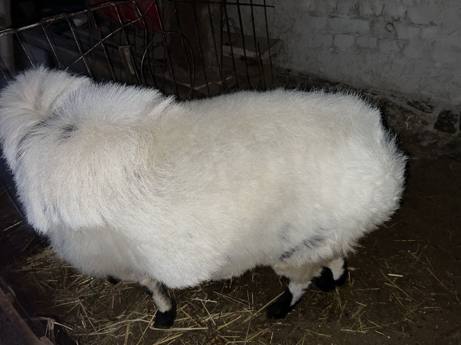 Xisori qoʻchqor sotiladi.