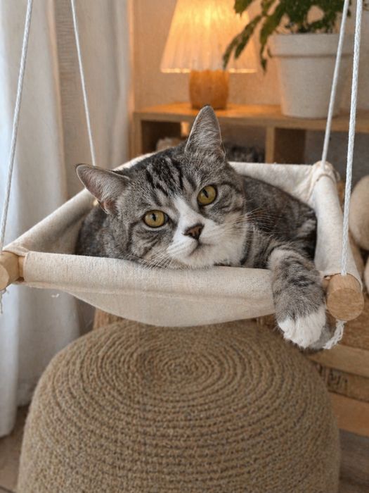 Породистый котик в хорошие руки