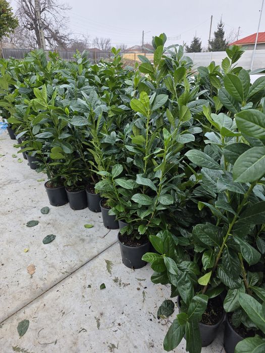 Tuia, catalpa, leylandii, peisagistică-grădină