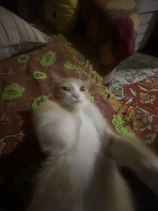 котенок по имени Варг