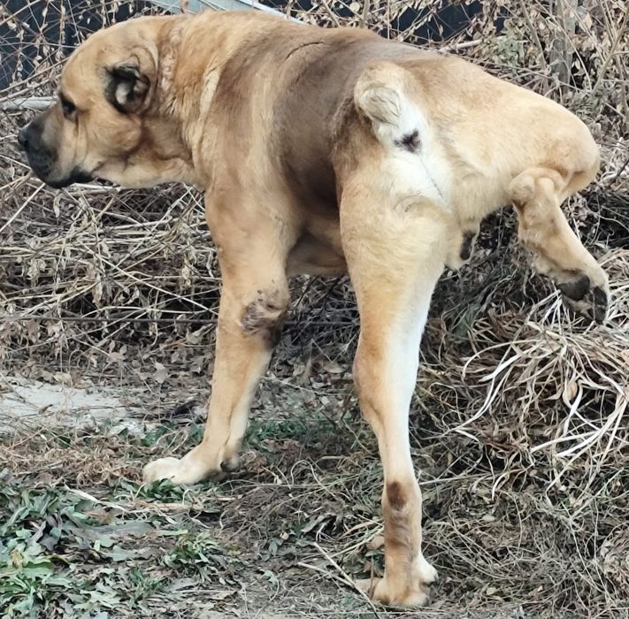 Продам взрослого Алабая!