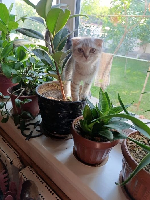 Котëнок, мушук боласи