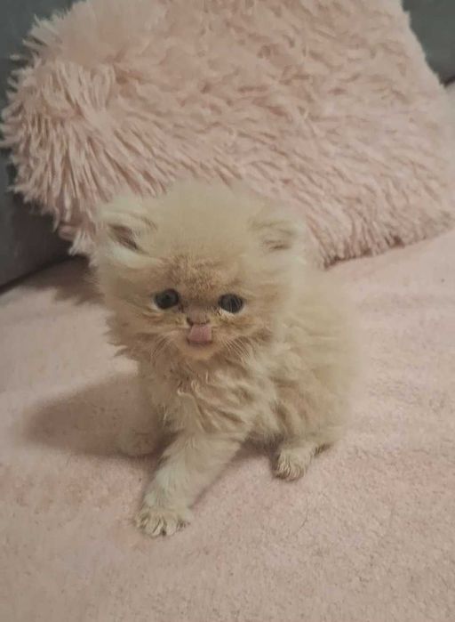 Персииски котенца