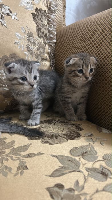 Продаются котята