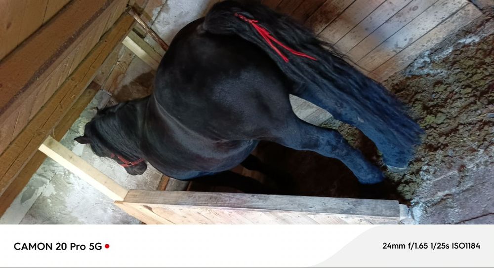 Cal  mare   bun și frumos
