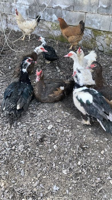 Продам  домашних индоуток, голубой фаворит