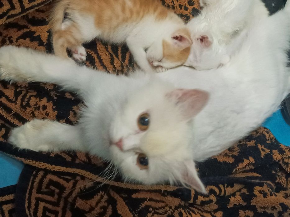 Отдаются котята в добрые, любищие  сердца