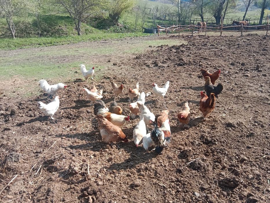 Домашный  курица  Қолдың тауығы