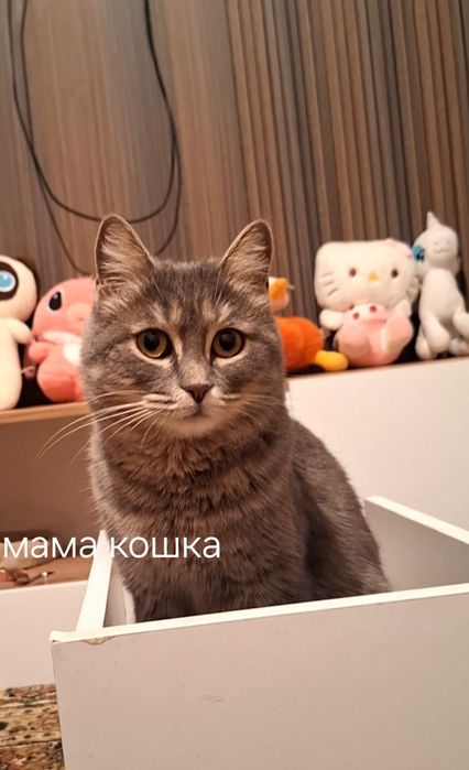продаются котята