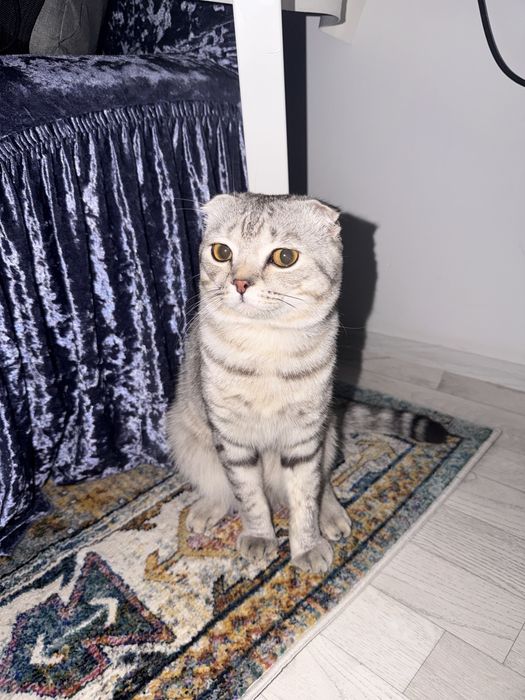 вислоухий кот продам