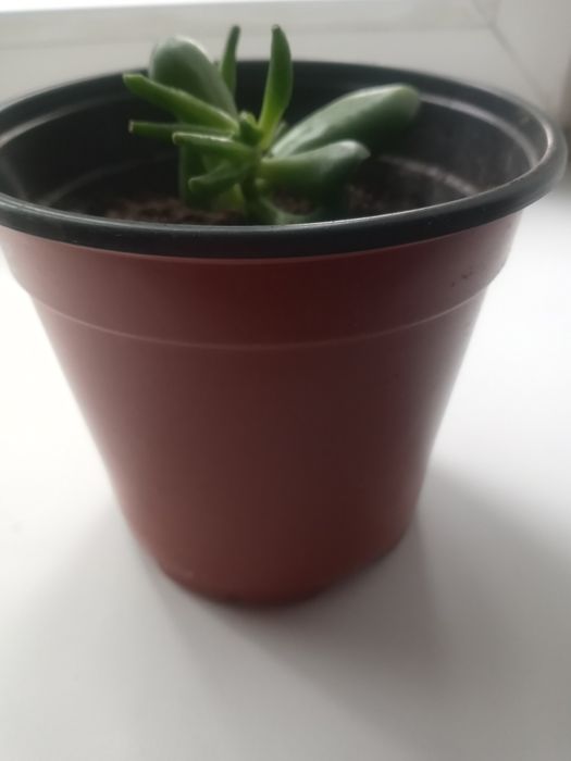 Крассула Хоббит и 2 вида сингониумы