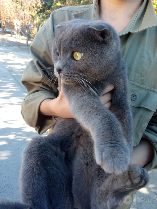 Веслоухая кошка веселая