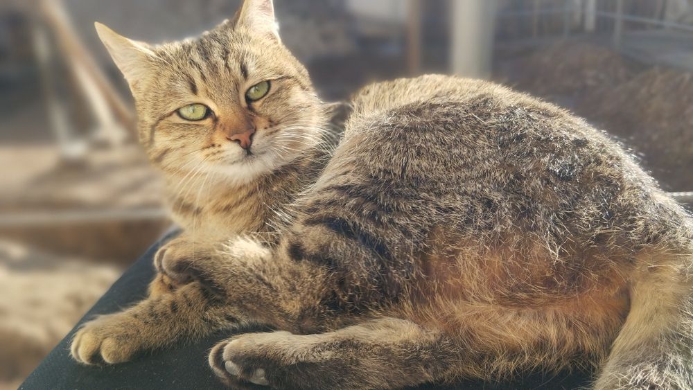 Shu 4 tasi hadiyaga beriladi