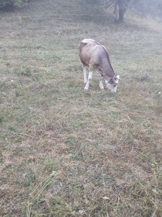 Vând juninca 2 ani jumate