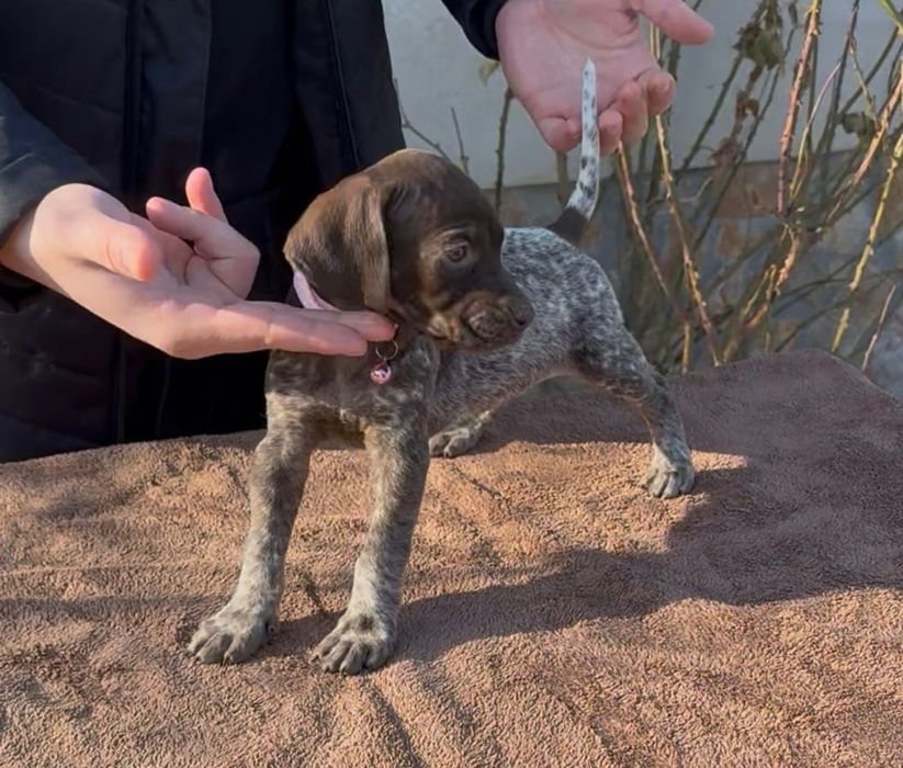 Brac German cu Pedigree