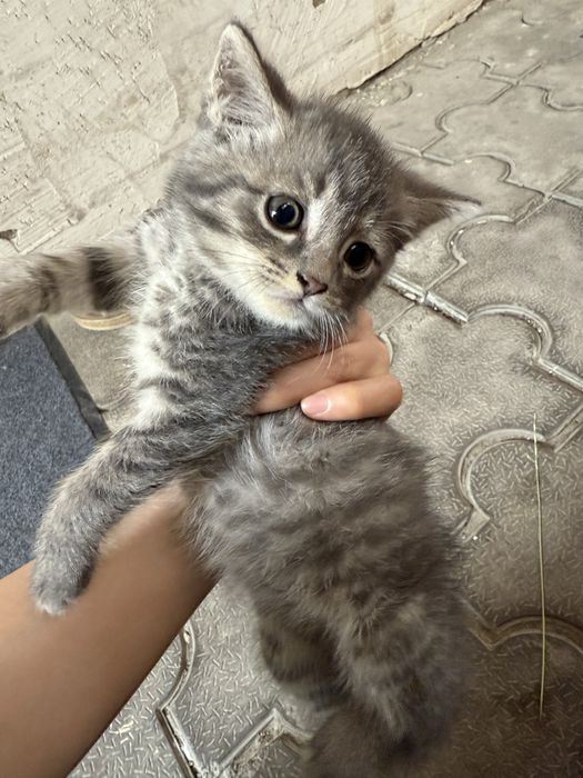 Отдам бесплатно котят