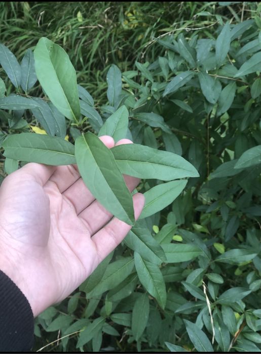 Gard Viu / Lemn Cainesc