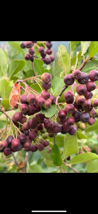 Vand aronia , producție bio