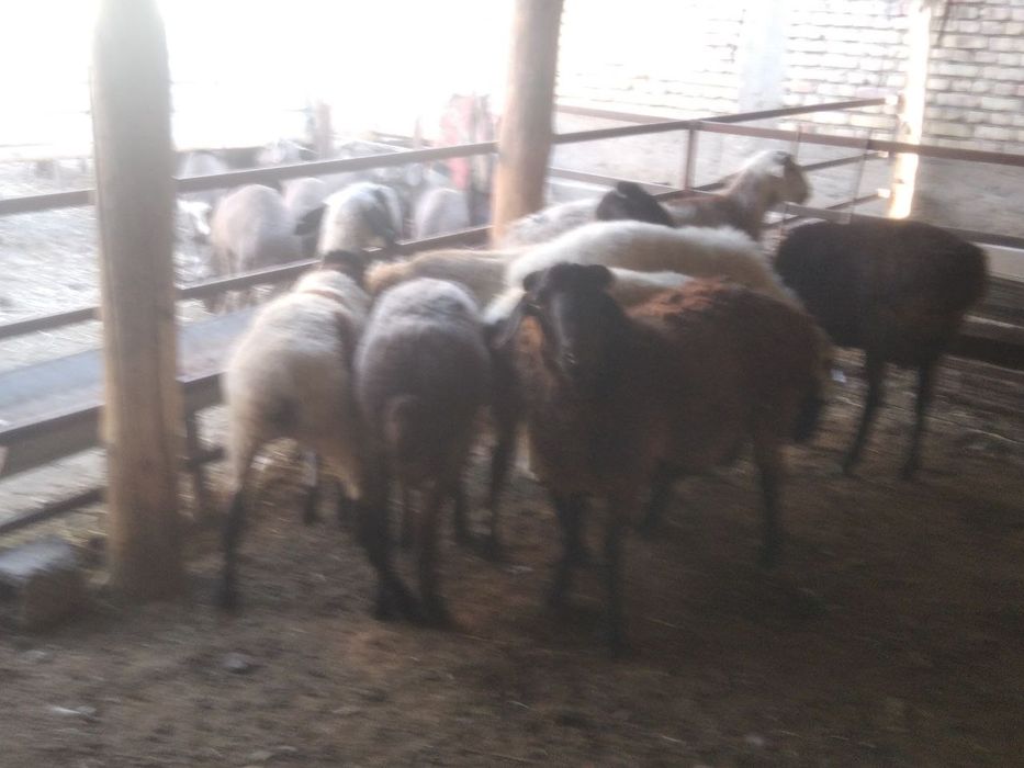 Кучкорлар сотилади