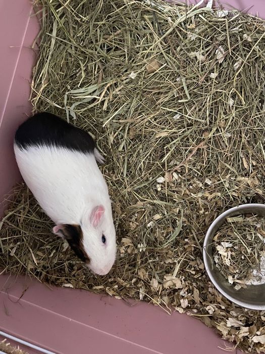 Морская свинка мальчик