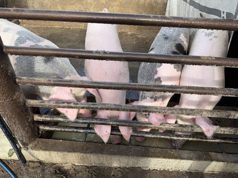 Продавам прасета 100/120кг