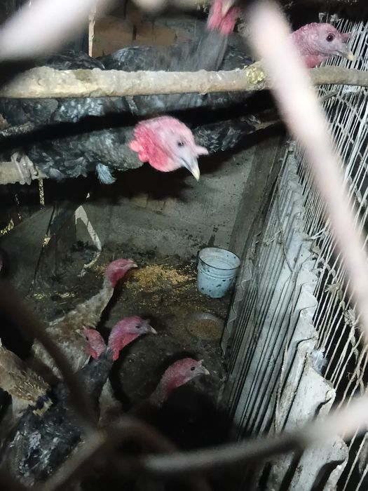 Продам   самец   индюка