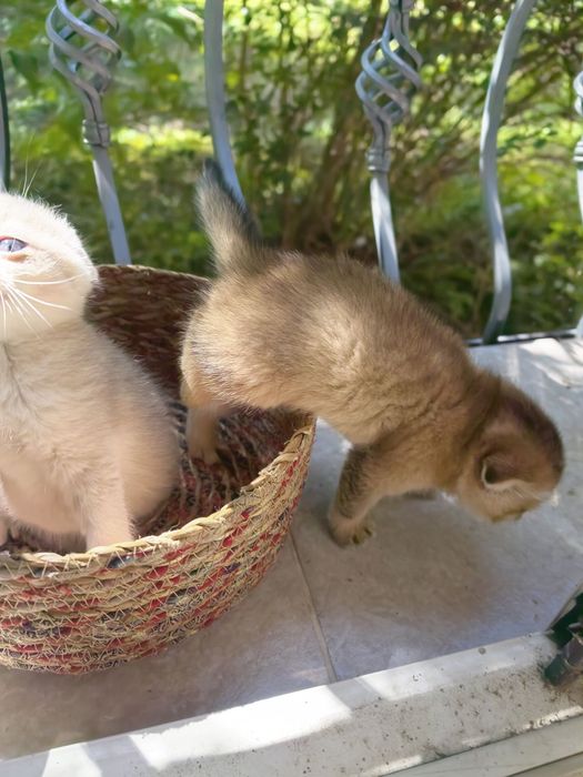 Шотландска клепоуха