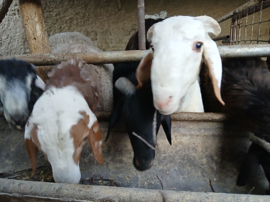 Navoiy Qo'chqorlar sotiladi. Suyib ham beriladi.