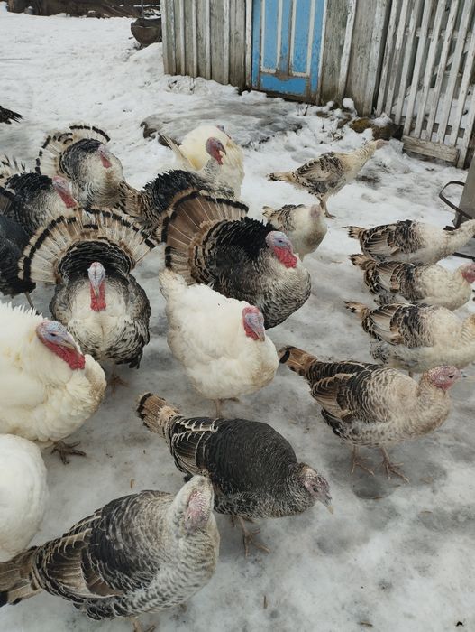 Продам индюков !