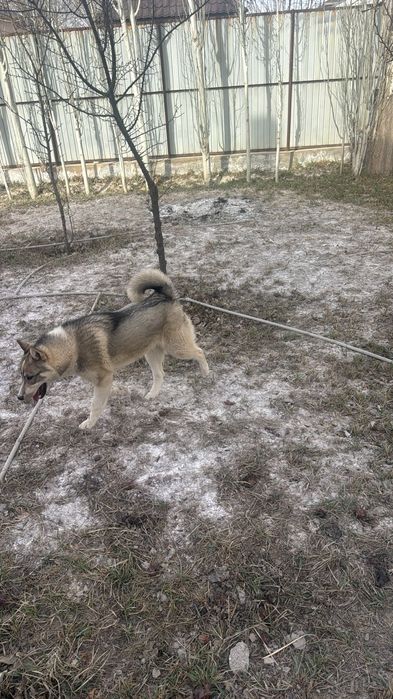 Сибирское Лайка 6 айлық