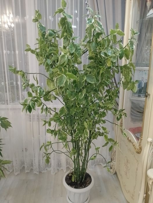 Продам комнатные цветы. Фикус Бенджамина 10000 тенге