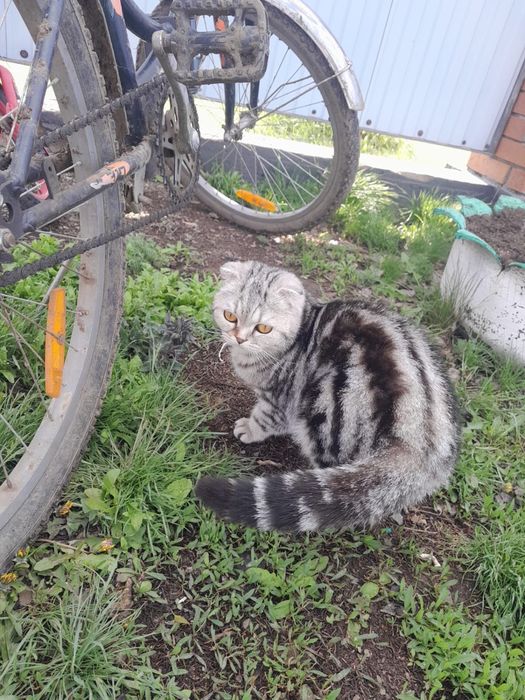 •	Красивая вислоухая кошка, девочк. Срочно