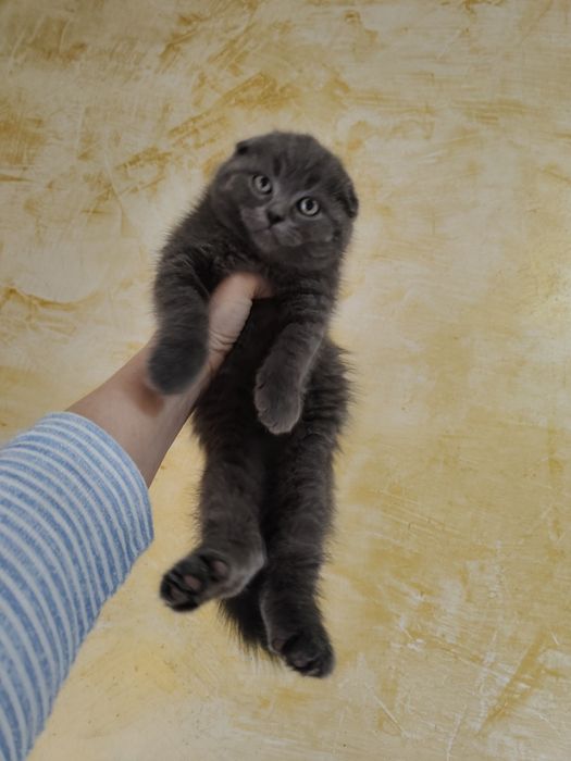 Скоттиш Шотландские Фолды