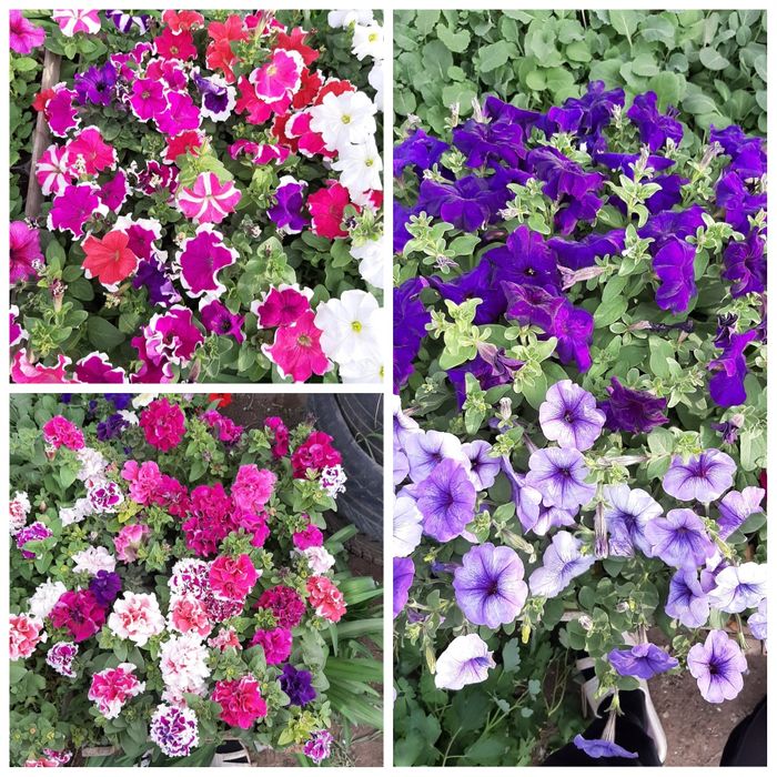 Петуния цветы рассада