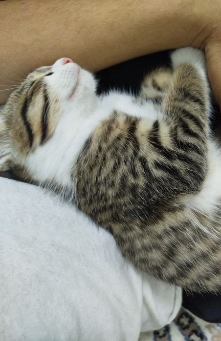 Кошка,  4 месячная, Латок